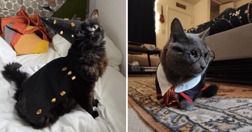 25-Pictures-of-Cats-Serving-Tricks-Treats-and-Too-Much.png