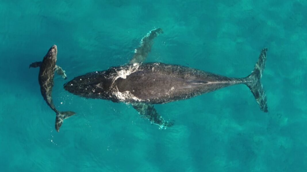 Whale-and-dolphin-migrations-are-being-disrupted-by-climate-change.jpg